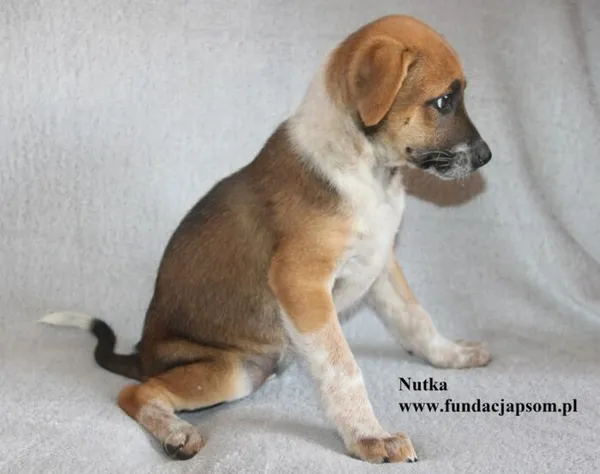 Pies do adopcji, Nowy Dwór Mazowiecki, 18 sierpnia 2025 (5/5)