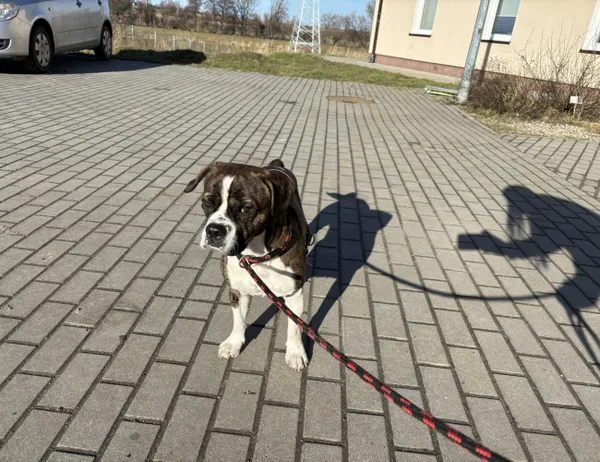 Znaleziono psa, Świdnica, 28 stycznia 2024