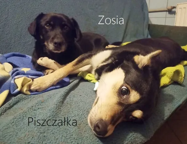 Pies do adopcji, Przyborówko, 29 stycznia 2024 (3/3)