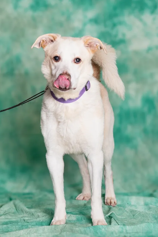 Pies do adopcji, Gdańsk, 29 stycznia 2024