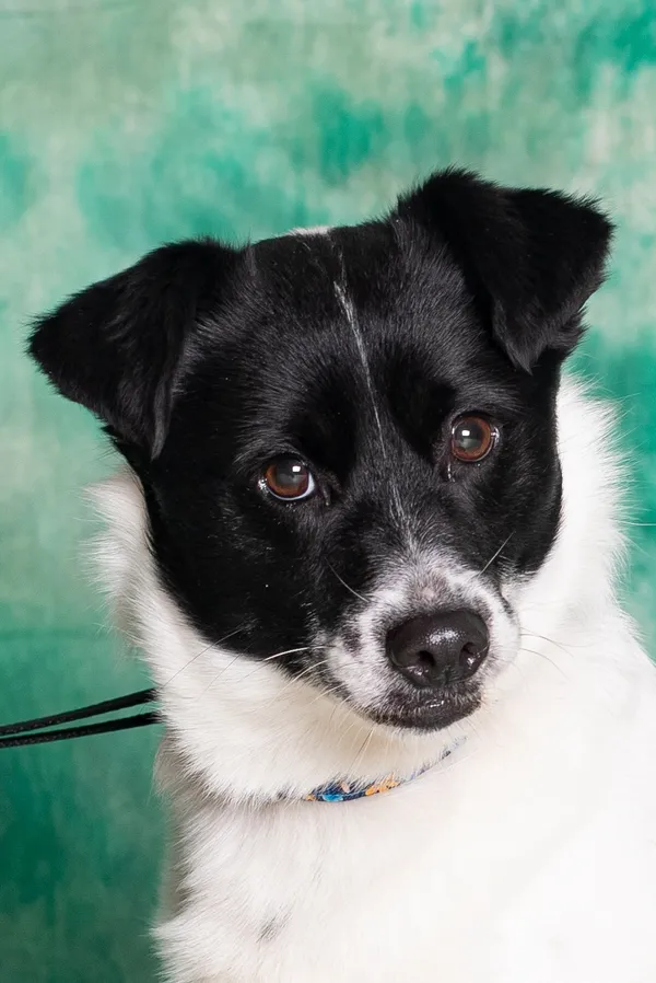 Pies do adopcji, Gdańsk, 29 stycznia 2024