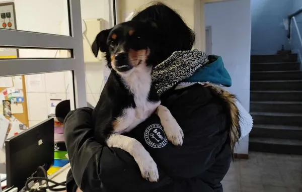 Znaleziono psa, Toruń, 25 stycznia 2024