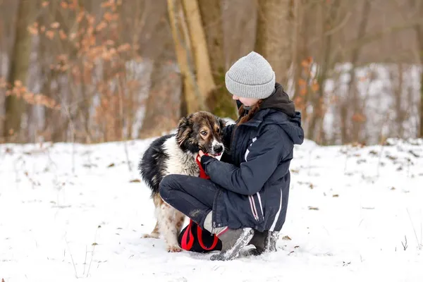 Pies do adopcji, Elbląg, 16 stycznia 2023 (2/5)