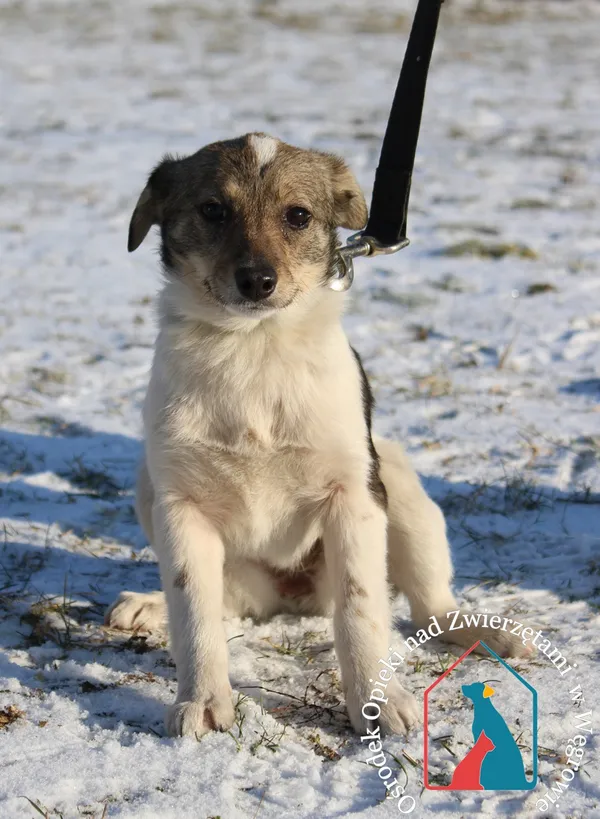 Pies do adopcji, Węgrowo, 16 stycznia 2024