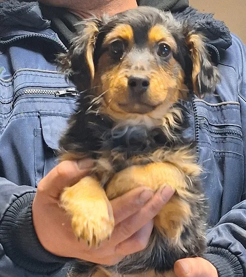 Pies do adopcji, Orzechowce, 30 stycznia 2024