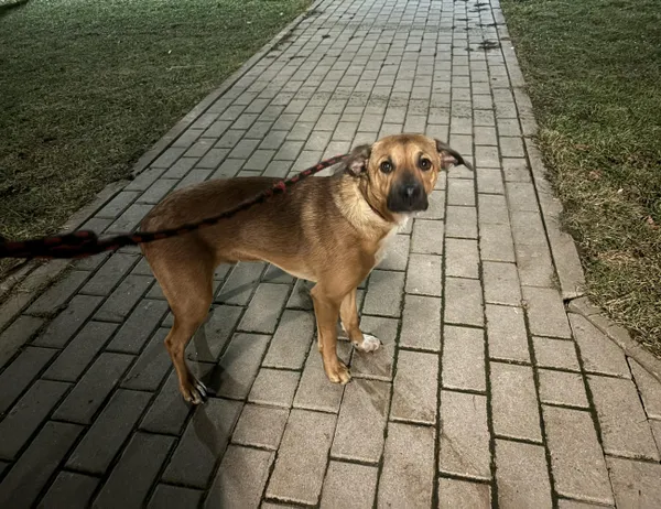 Znaleziono psa, Świdnica, 29 stycznia 2024