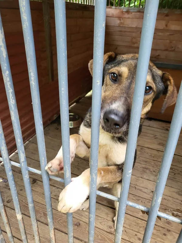 Pies do adopcji, Orzechowce, 21 czerwca 2023 (1/5)