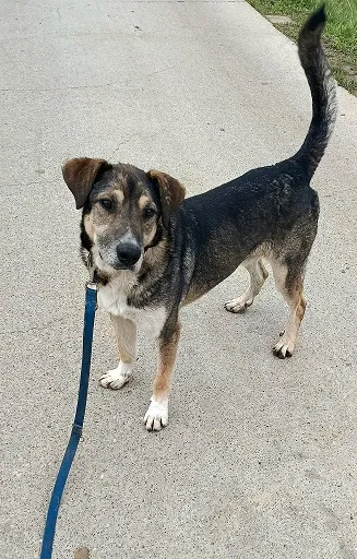 Pies do adopcji, Orzechowce, 21 czerwca 2023 (5/5)