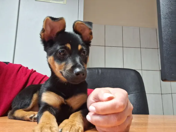 Pies do adopcji, Orzechowce, 31 stycznia 2024