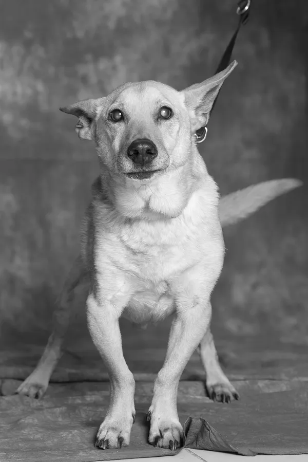 Znaleziono psa, Gdańsk, 3 lipca 2025