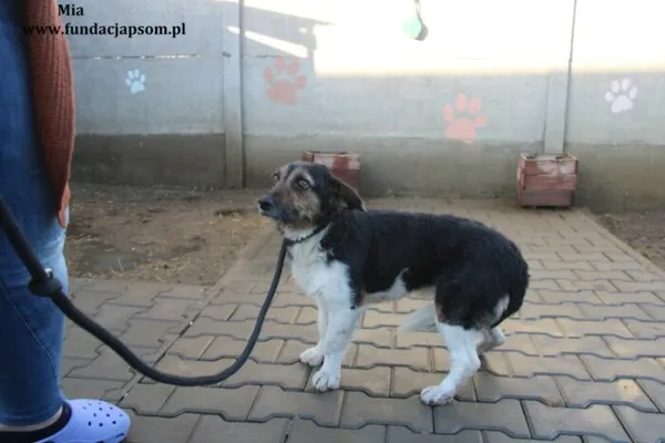Pies do adopcji, Nowy Dwór Mazowiecki, 1 lutego 2024 (2/4)