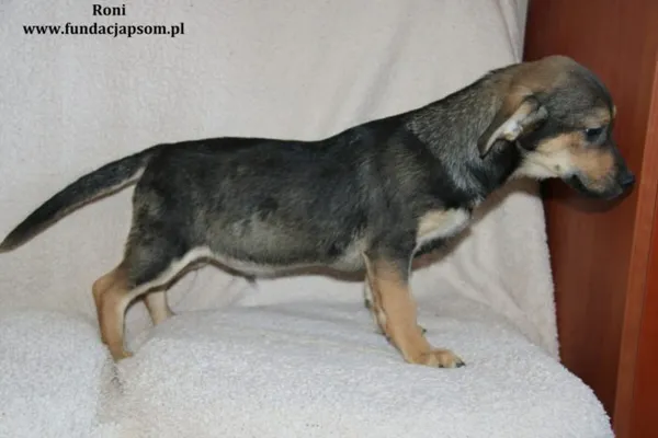 Pies do adopcji, Nowy Dwór Mazowiecki, 1 lutego 2024 (4/4)