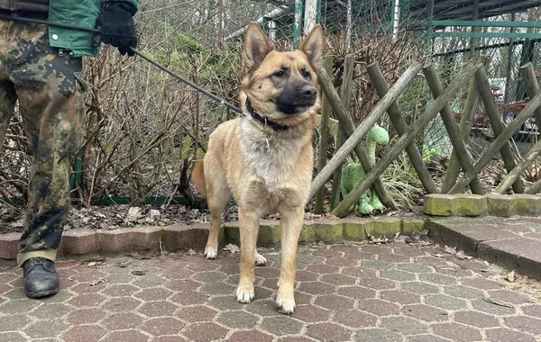 Znaleziono psa, Toruń, 31 stycznia 2024