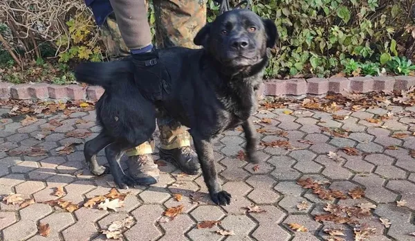 Znaleziono psa, Toruń, 1 lutego 2024