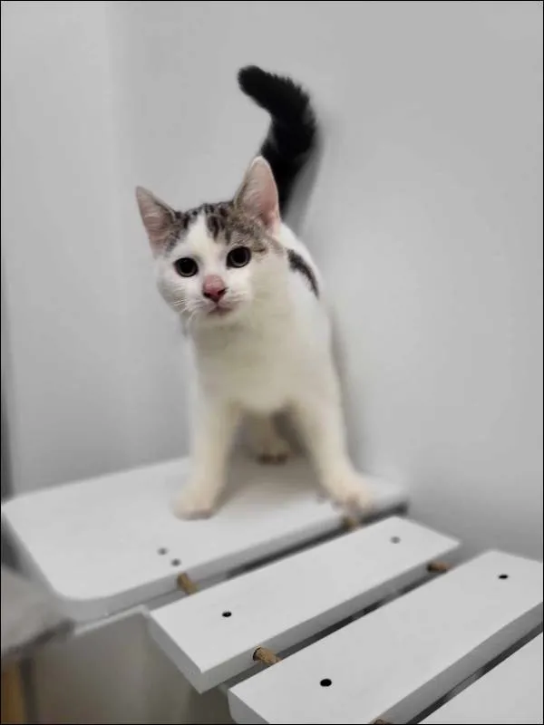 Znaleziono kota, Grudziądz, 2 lutego 2024