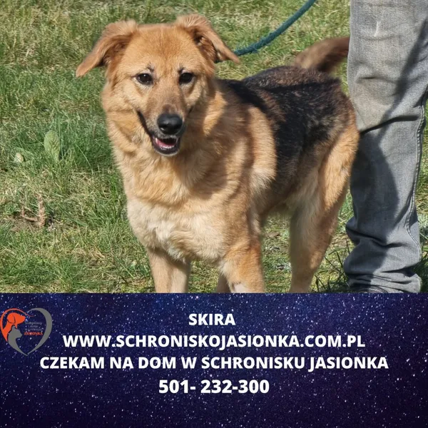 Znaleziono psa, Dębniak, 31 stycznia 2024