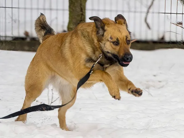 Pies do adopcji, Sopot, 5 lutego 2024 (2/5)