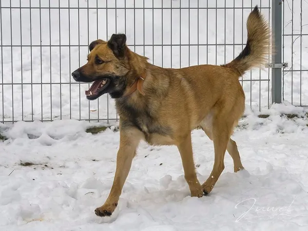 Pies do adopcji, Sopot, 5 lutego 2024 (4/5)