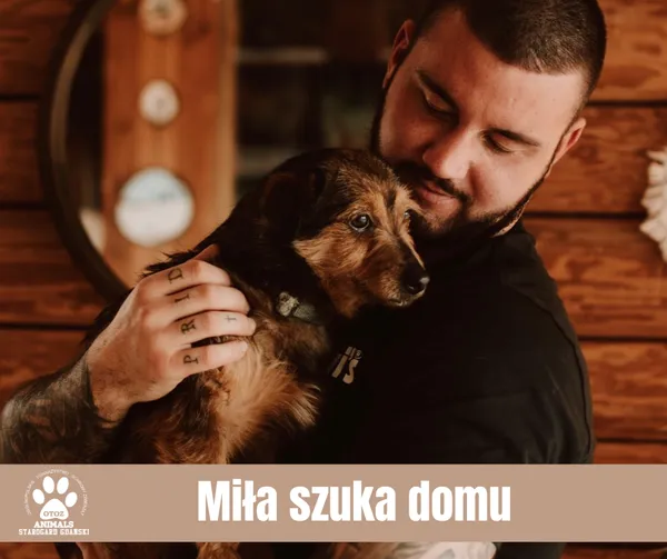 Pies do adopcji, Starogard Gdański, 5 lutego 2024 (1/2)