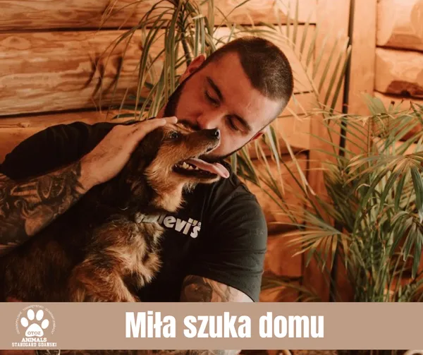 Pies do adopcji, Starogard Gdański, 5 lutego 2024 (2/2)