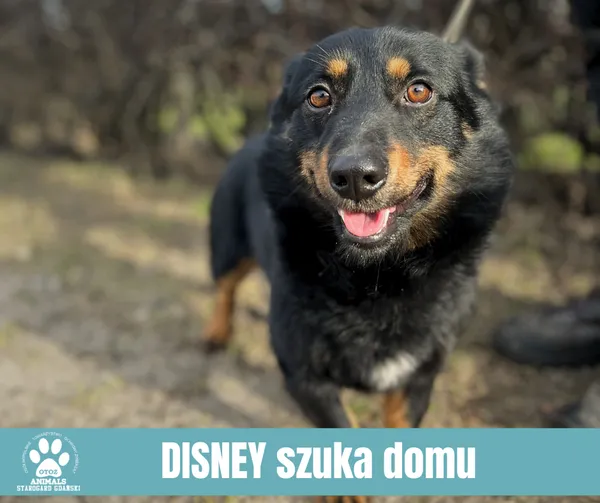 Pies do adopcji, Starogard Gdański, 5 lutego 2024 (2/2)