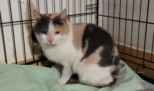 Znaleziono kota, Toruń, 2 lutego 2024