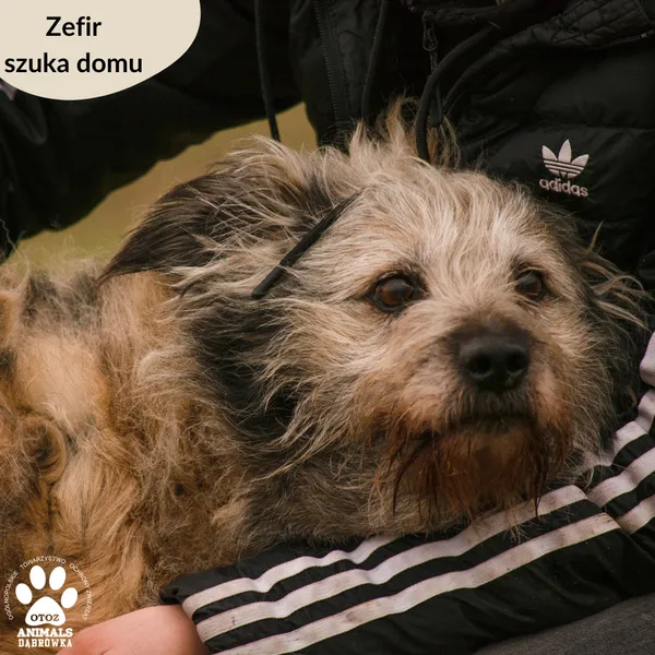Pies do adopcji, Dąbrówka, 6 lutego 2024 (2/5)