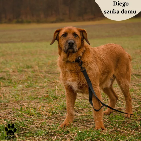 Pies do adopcji, Dąbrówka, 6 lutego 2024 (1/4)