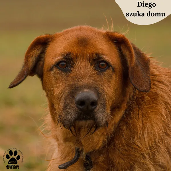 Pies do adopcji, Dąbrówka, 6 lutego 2024 (2/4)