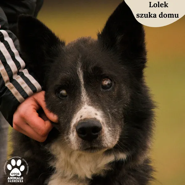 Pies do adopcji, Dąbrówka, 8 lutego 2024 (1/5)