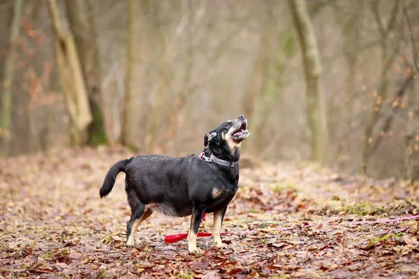 Pies do adopcji, Elbląg, 3 lutego 2024 (5/5)