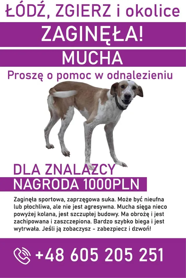 Zaginął pies, Łódź, 8 lutego 2024