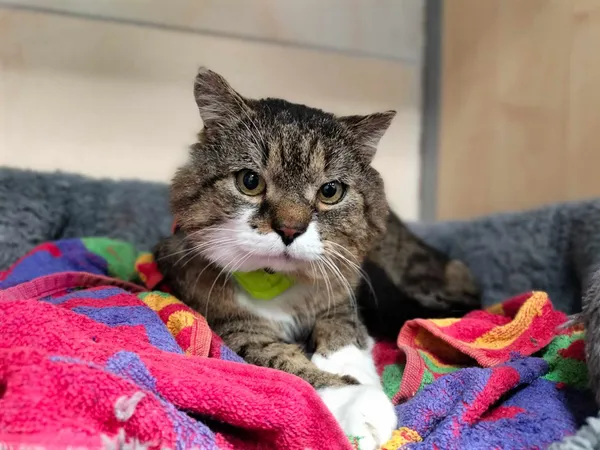 Znaleziono kota, Chojnice, 9 lutego 2024 (2/5)