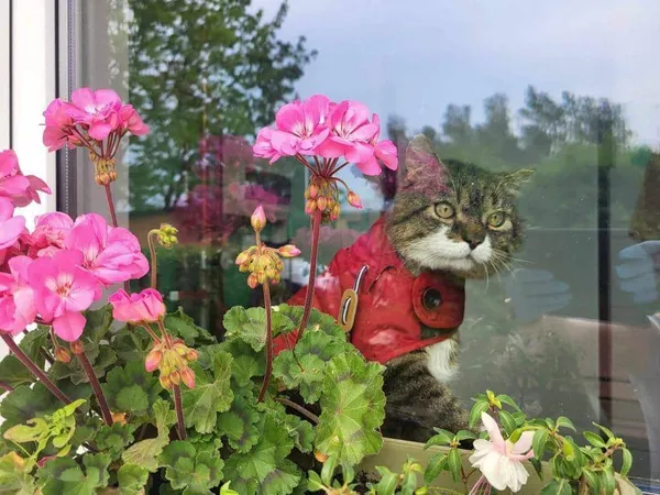 Znaleziono kota, Chojnice, 9 lutego 2024 (3/5)