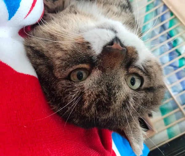 Znaleziono kota, Chojnice, 9 lutego 2024 (5/5)