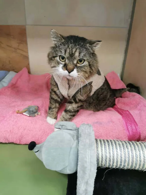 Znaleziono kota, Chojnice, 9 lutego 2024 (4/5)