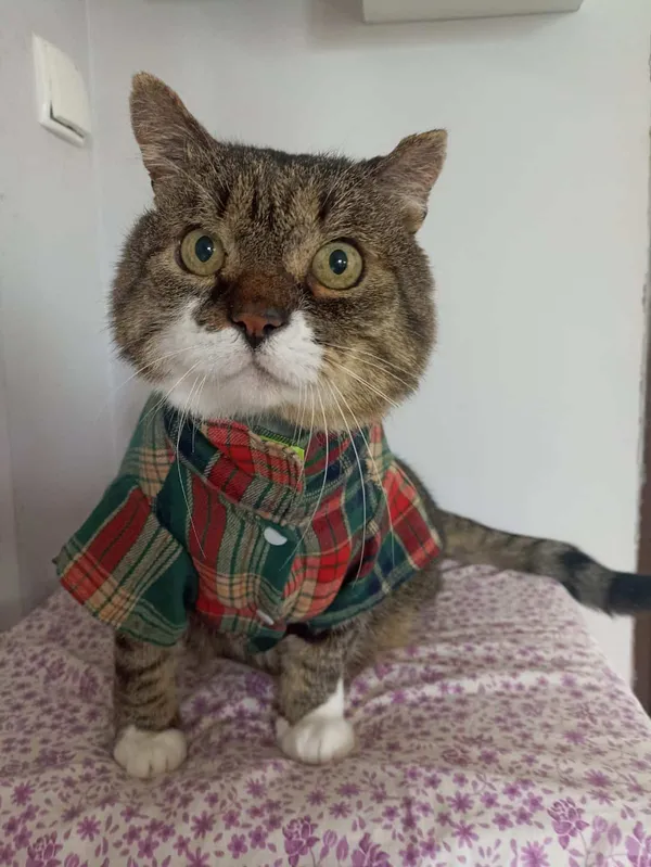 Znaleziono kota, Chojnice, 9 lutego 2024 (1/5)