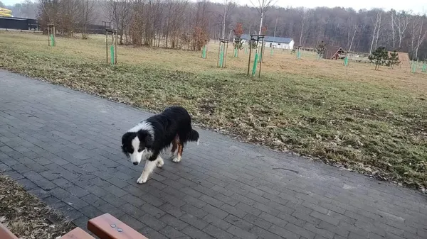 Znaleziono psa, Łódź, 11 lutego 2024