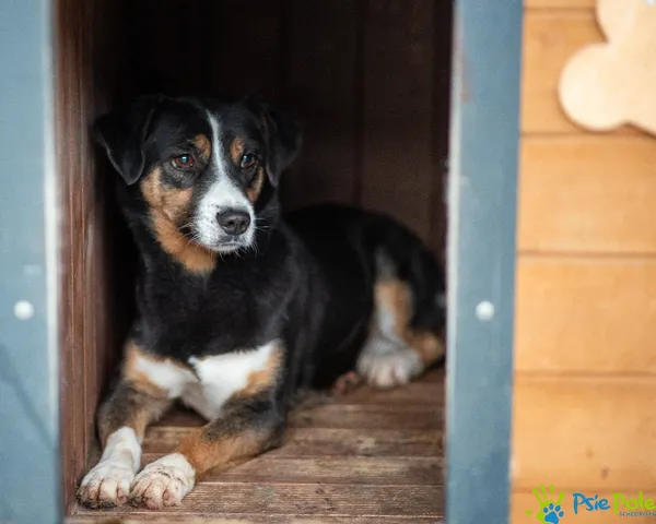 Pies do adopcji, Racławice, 10 lutego 2024 (1/5)