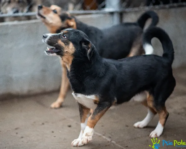 Pies do adopcji, Racławice, 10 lutego 2024 (2/5)