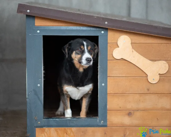 Pies do adopcji, Racławice, 10 lutego 2024 (3/5)