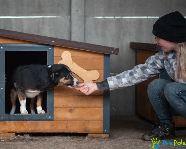 Pies do adopcji, Racławice, 10 lutego 2024 (5/5)