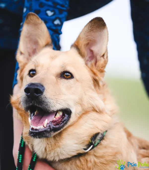 Pies do adopcji, Racławice, 9 lutego 2024 (2/5)