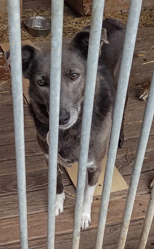 Pies do adopcji, Orzechowce, 5 sierpnia 2023 (1/5)