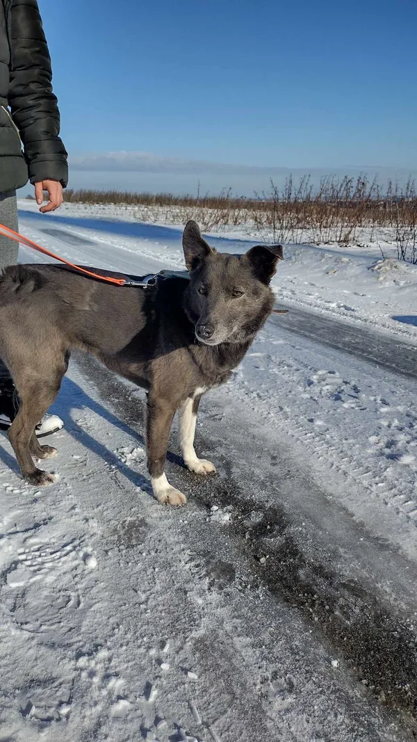 Pies do adopcji, Orzechowce, 5 sierpnia 2023 (3/5)