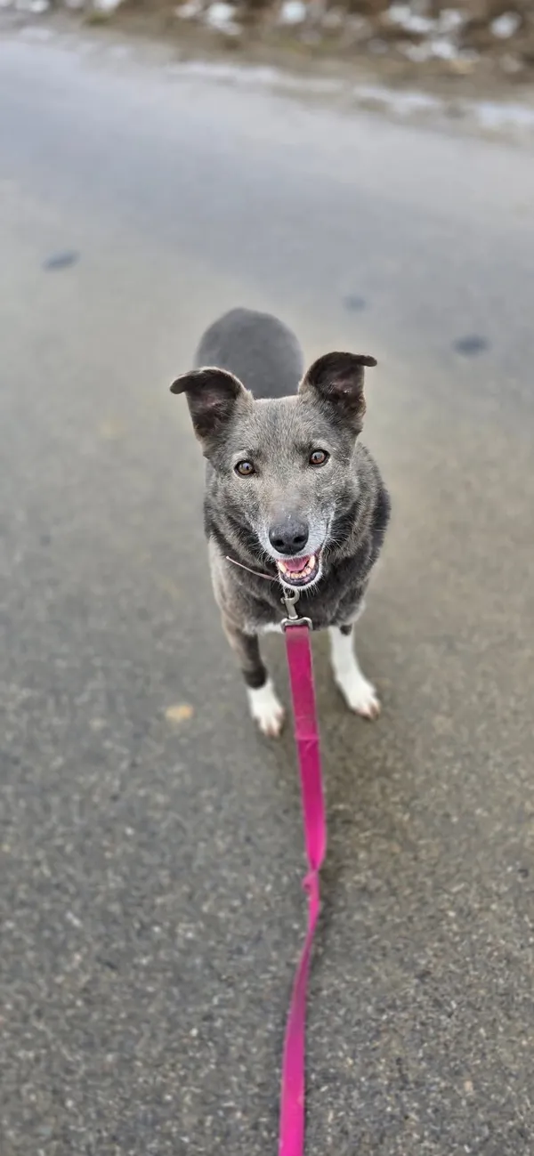 Pies do adopcji, Orzechowce, 5 sierpnia 2023 (4/5)