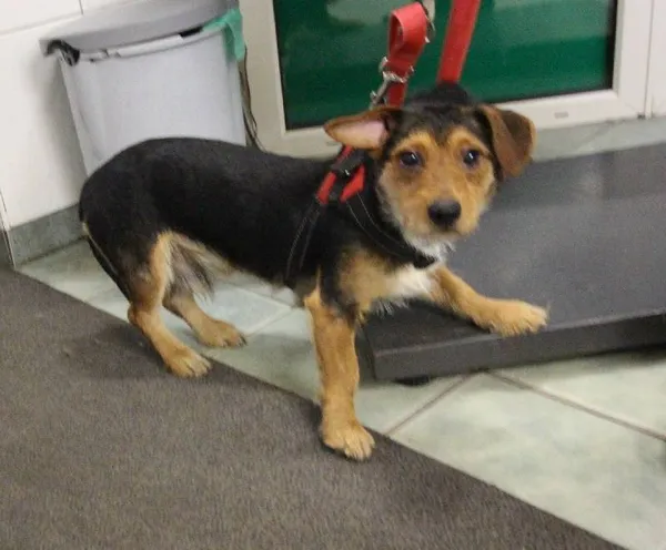 Znaleziono psa, Łódź, 13 października 2025 (2/5)