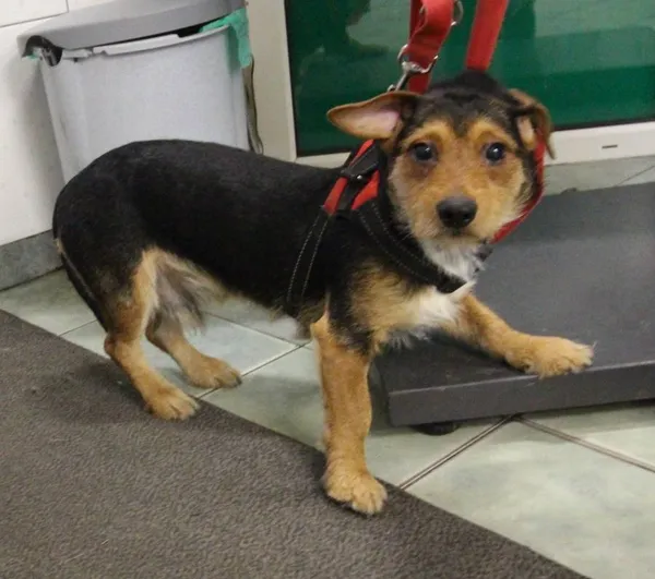 Znaleziono psa, Łódź, 13 października 2025 (3/5)