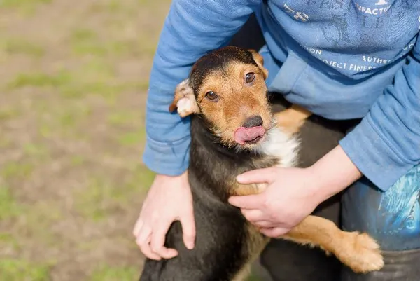 Znaleziono psa, Łódź, 13 października 2025 (4/5)