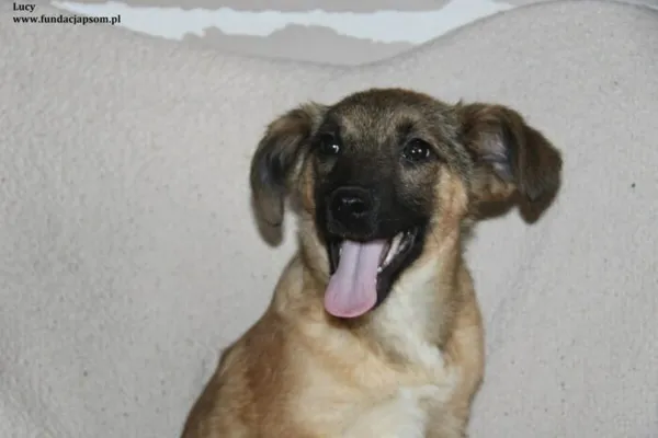 Pies do adopcji, Nowy Dwór Mazowiecki, 12 lutego 2024 (2/4)